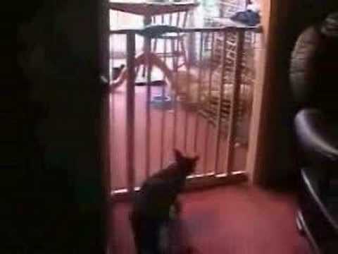 The Best Cat Jump Ever