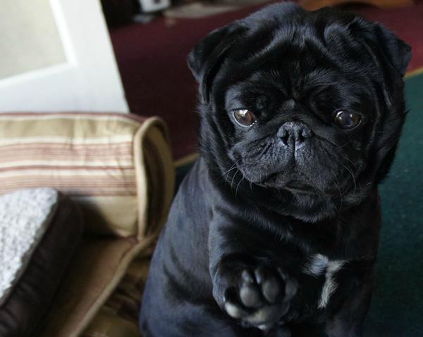 Black Pug