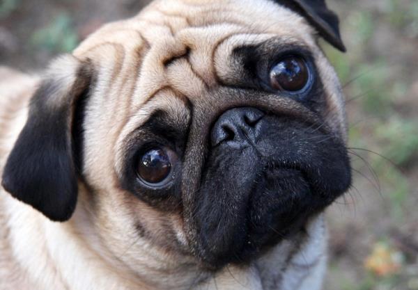 Pug Face