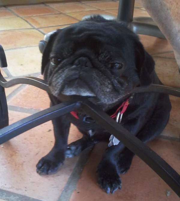 Pug Resting Head On Stool