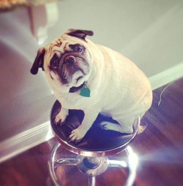 Cutest Pug Photos Sitting