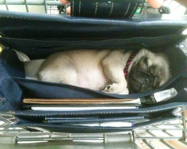 Pug Sleeping