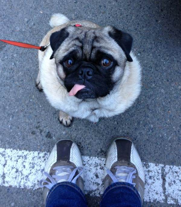 Cutest Pug Pictures Tongue