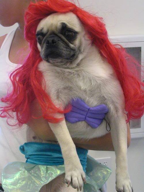 Little Mermaid Pug