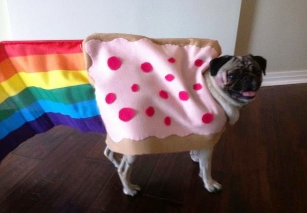 Nyan Pug