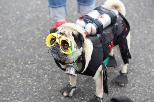 Party Pug