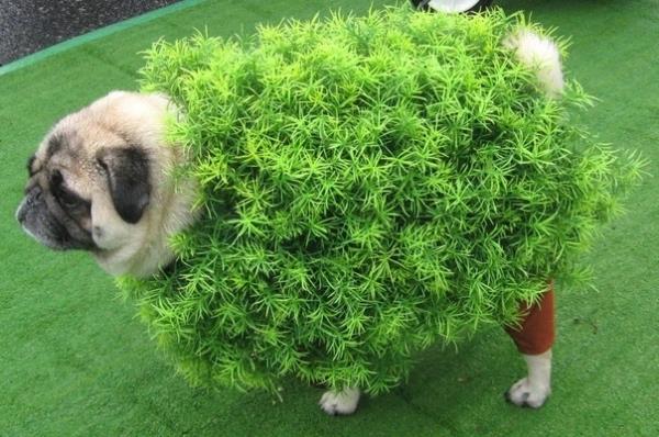 Pug Dressed As A Chia Pet