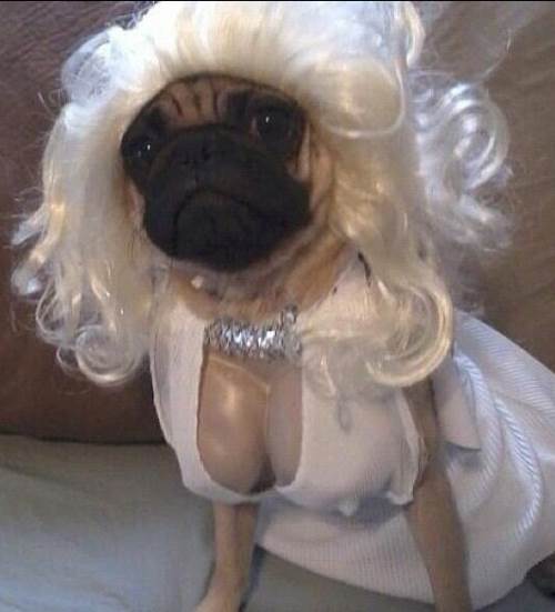 Marilyn Monroe Pug