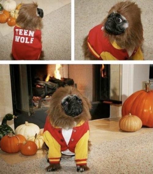 Teen Wolf Pug