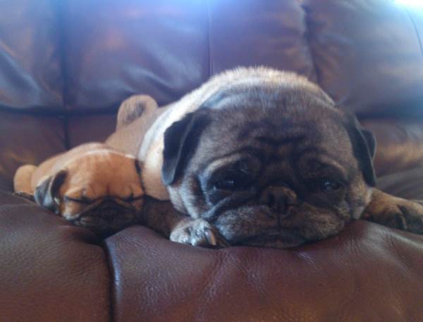 Pug Family