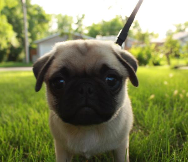 Baby Pug Photo