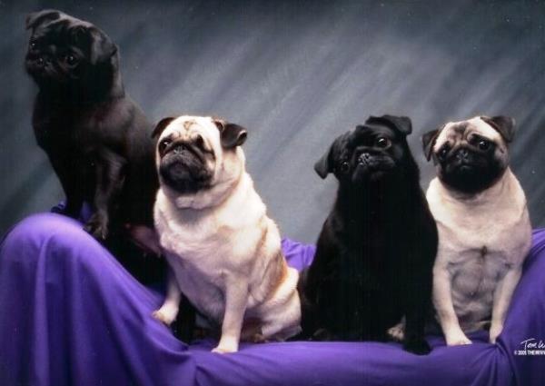 Pug Family Portrait