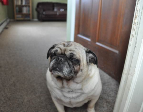 Old Pug