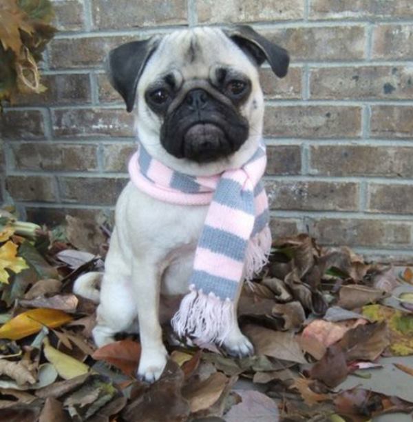 Pug Pictures Scarf