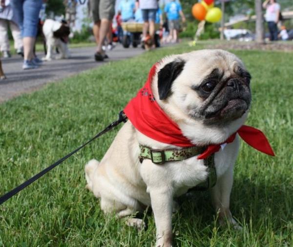 Pug Wearing Scarf