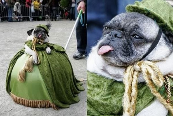 Renaissance Pug