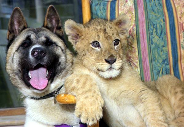 Animal Friendships Akita And Lion Cub