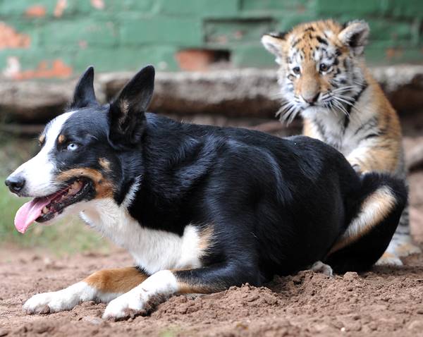 Animal Friendship Between Border Collie And Tiger