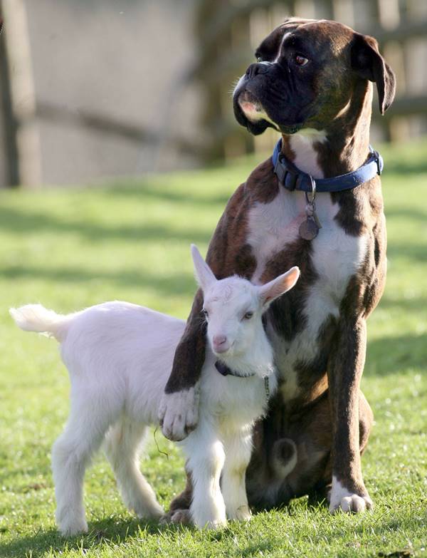 Animal Friendships Boxer And Goat