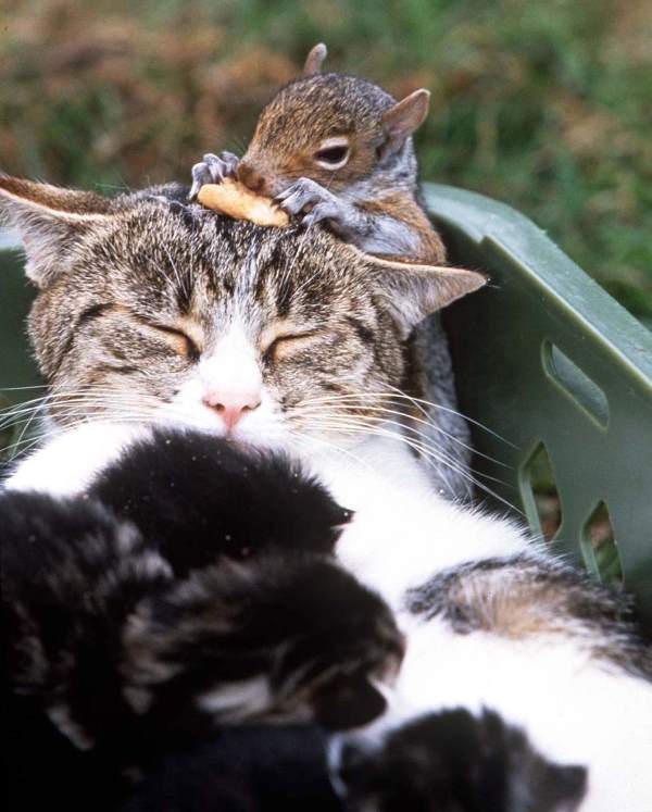 Friendship Between Cat And Squirrel
