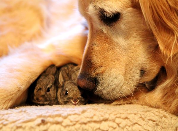 Animal Friendships Dog And Bunnies
