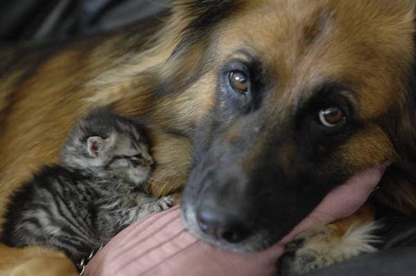Animal Friendships Dogs And Kittens