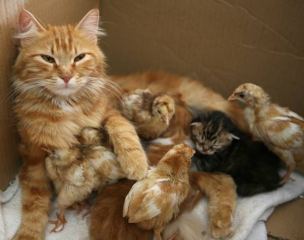 Cat And Baby Chicks