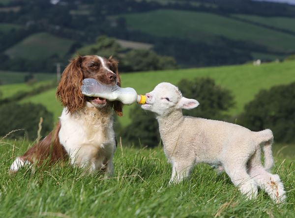 Springer Spaniel And Lamb Friend