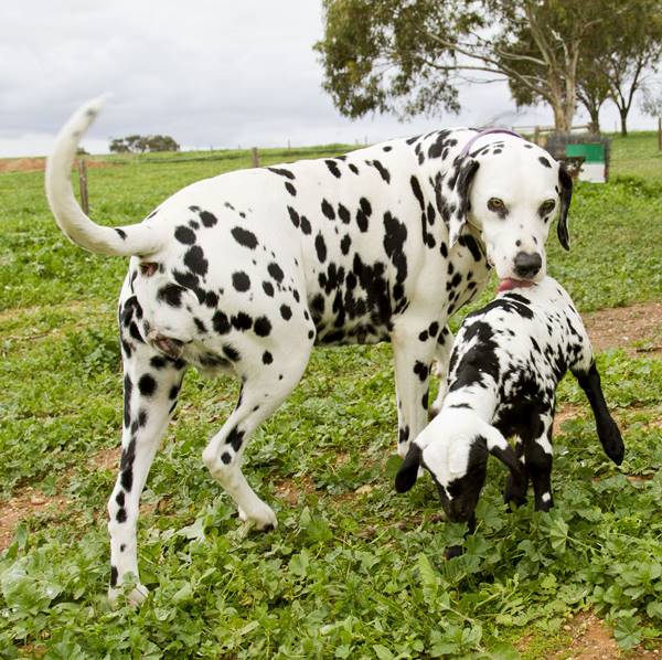 Dalmatian And Lamb Friendship