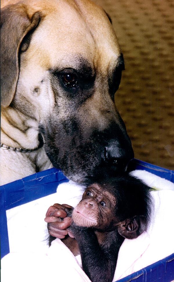 Dog And Baby Chimp
