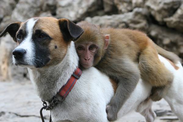Dog And Monkey Animal Friendships