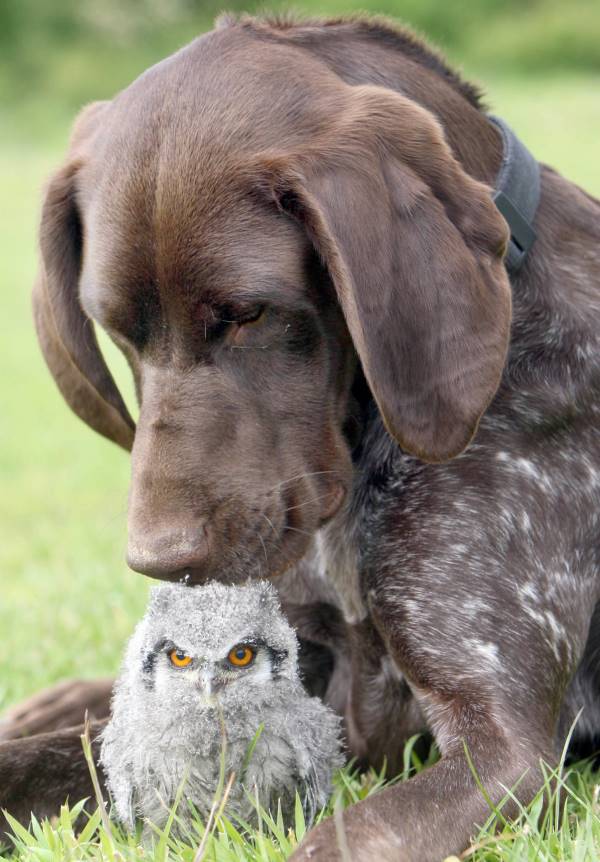Dog And Owl Friendship