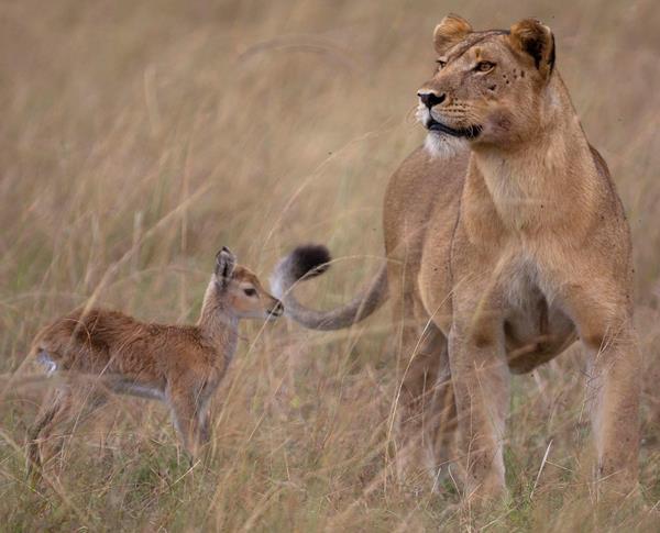 Lion Impala Cute Animal Friendships
