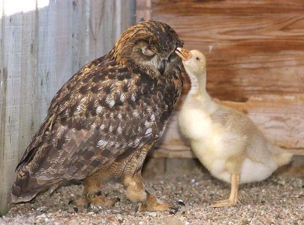 Owl And Gosling Friendship
