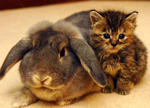 Rabbit And Kittens