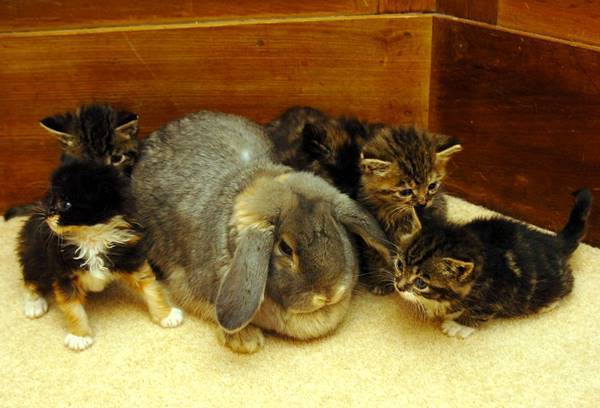 Rabbit And Kittens Photo