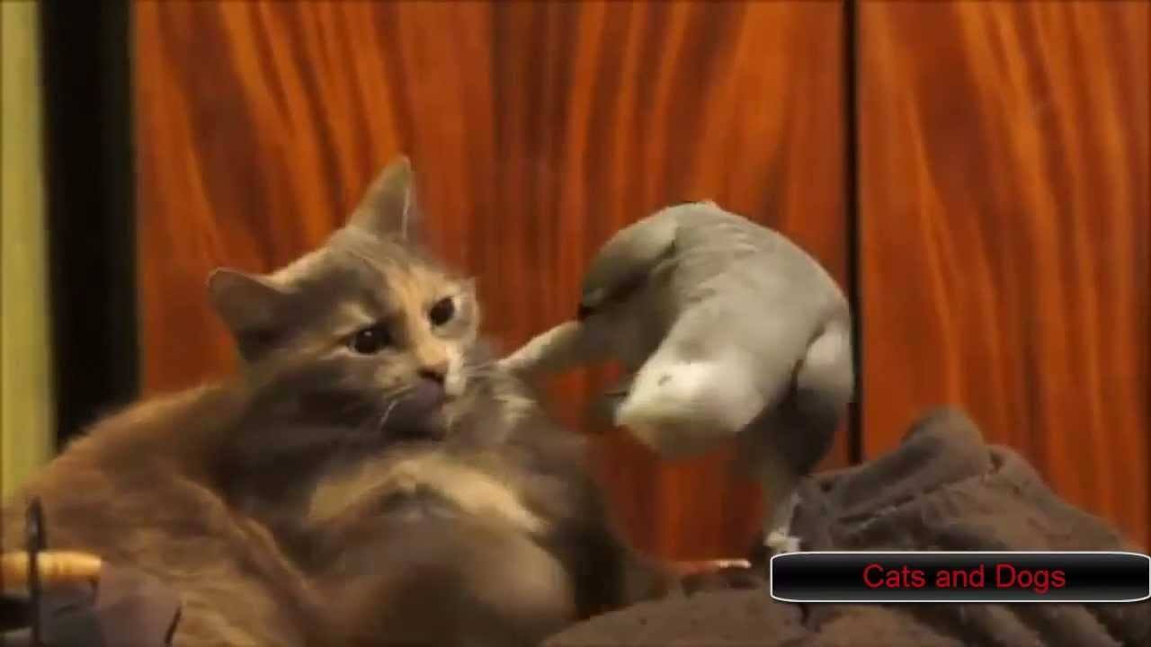 Parrots Annoying The Crap Out Of Cats
