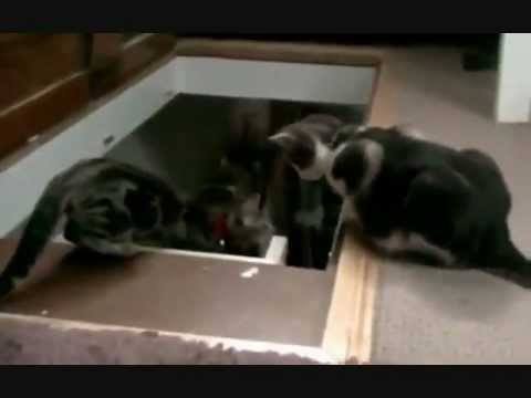 Dog & Cats Teach Their Young How To Go Down Stairs