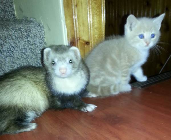 Adorable Kitten And Ferret