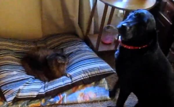 Cats Stealing Dogs Beds