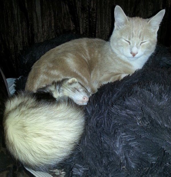 kittens The PBH Network