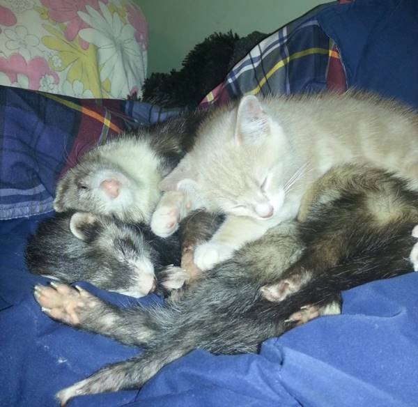 kittens The PBH Network