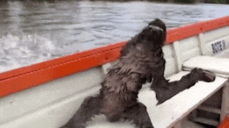 Sloth Boat Ride