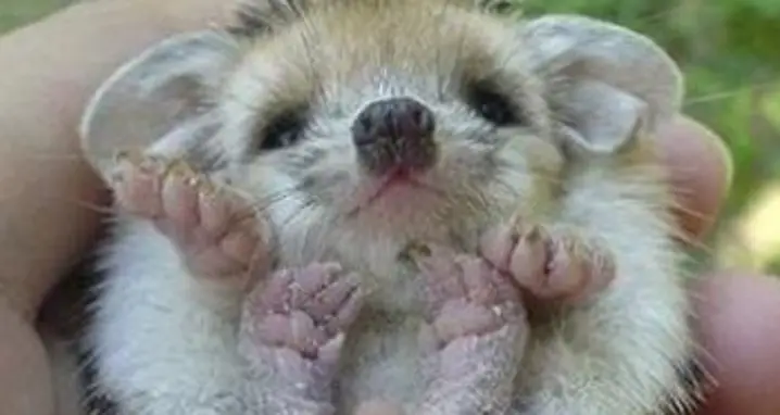 A Cute Baby Hedgehog