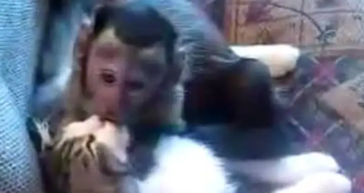 A Cat And Monkey Make Out