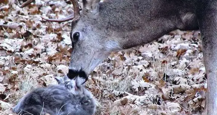 A Deer Licking A Cat