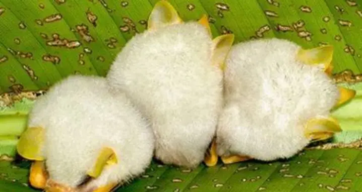 Adorable Alert: Honduran White Bat Babies