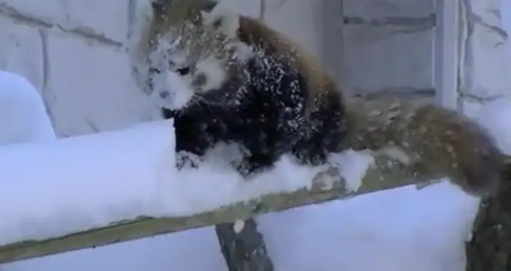 Red Pandas Frolic In The Snow
