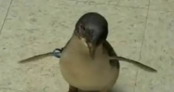 Tickling A Baby Penguin