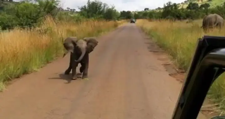 Baby Elephant Charge
